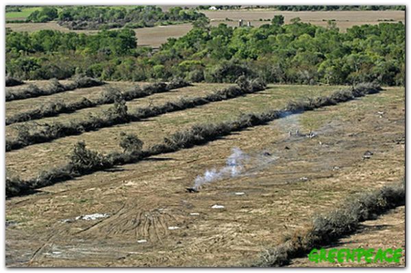 chaco-activistas-de-greenpeac-4