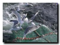 albatros-gaviotas-17066