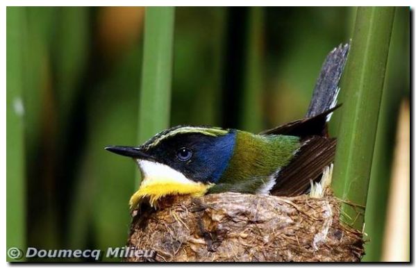 aves argentinas imagenes