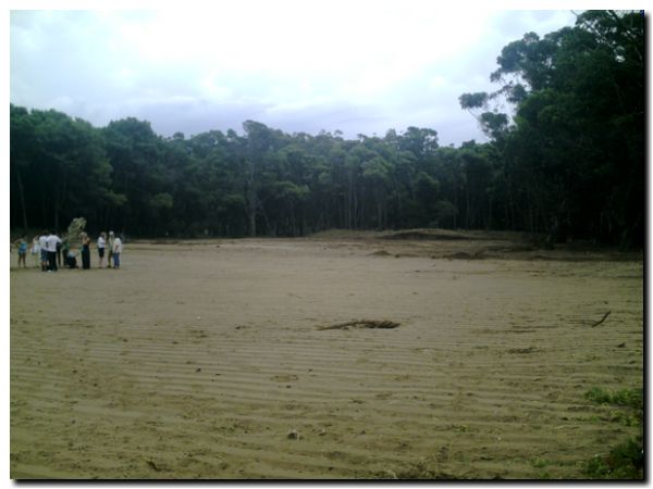 deforestacion-parque-lillo-11-01-10-ahorainfo 002