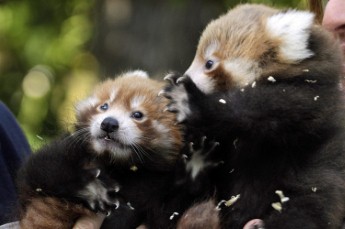 pandas
