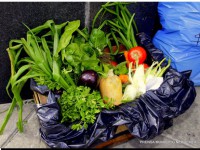 10 05 Foto Verduras 2